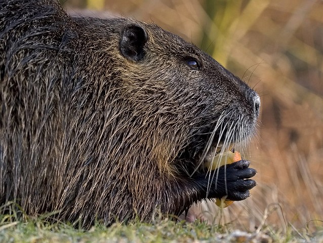 Nutria NSG Kocks Loch